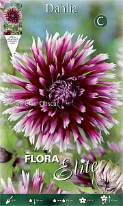 ΝΤΑΛΙΑ (ΦΑΚ. 1 τεμ) ALAUNA CLAIR OBSCUR