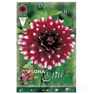 ΝΤΑΛΙΑ (ΦΑΚ. 1 τεμ) MISTERY DAY