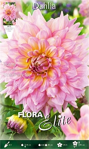 Ντάλια Πελώριο Άνθος Dinneplate Strawberry Ice