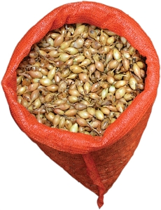 STURON ΚΟΚΚΑΡΙ μακρυ 14/21 1 Kg {240251 (24-NO-6)}