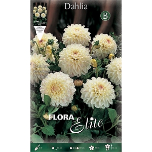 ΝΤΑΛΙΑ (ΦΑΚ. 1 τεμ) WITTEM