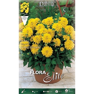 ΝΤΑΛΙΑ SPECIAL ΥΒΡΙΔΙΟ (ΦΑΚ. 1 τεμ) GALLERY CEZANNE