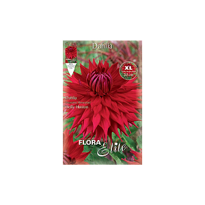 ΝΤΑΛΙΑ ΠΕΛΩΡΙΟ ΑΝΘΟΣ (ΦΑΚ. 1 τεμ) HOLLY HUSTON