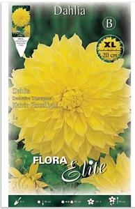 Ντάλια Πελώριο Άνθος Kelvin Floodlight