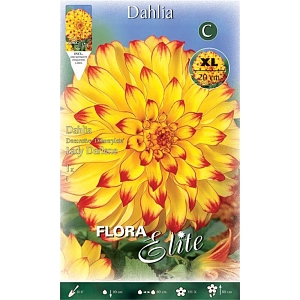 Ντάλια Πελώριο Άνθος Lady Darlene