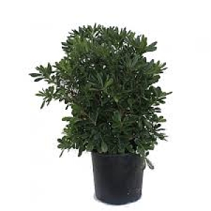 ΑΓΓΕΛΙΚΗ(PITTOSPORORUM TOBIRA)4LTR