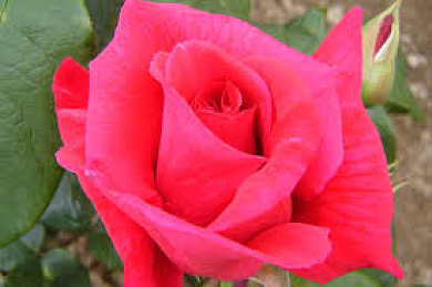 ΤΡΙΑΝΤΑΦΥΛΛΙΑ ΘΑΜΝΩΔΗΣ (ROSA) ΔΙΑΦΟΡΕΣ ΠΟΙΚΙΛΙΕΣ 5-7λτ