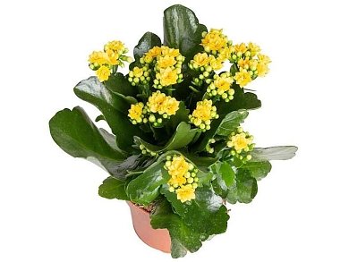 ΚΑΛΑΓΧΟΗ ΚΑΛΑΝΤΙΒΑ 12-25