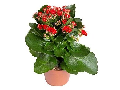 ΚΑΛΑΓΧΟΗ ΚΑΛΑΝΤΙΒΑ 12-25