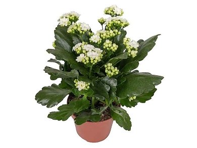 ΚΑΛΑΓΧΟΗ ΚΑΛΑΝΤΙΒΑ 12-25