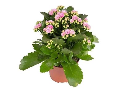 ΚΑΛΑΓΧΟΗ ΚΑΛΑΝΤΙΒΑ 12-25