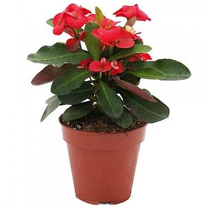 ΑΓΚΑΘΑΚΙ ΧΡΙΣΤΟΥ