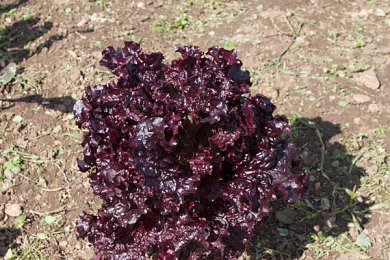 ΜΑΡΟΥΛΙ ΣΓΟΥΡΟ- ΚΟΚΚΙΝΟ ΒΙΟΛΟΓΙΚΟ