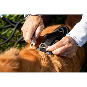 Curli Stretch Comfort Leash Blue Medium