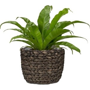 ΨΑΘΙΝΟ ΚΑΣΠΩ WATER HYAKINTH BROWN 504/24