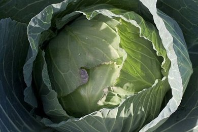 ΛΑΧΑΝΟ - ΝΤΟΠΙΟ ΜΑΚΕΔΟΝΙΑΣ ΒΙΟΛΟΓΙΚΟ