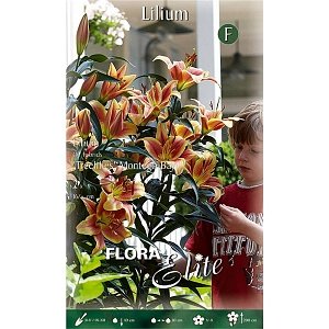 ΛΙΛΙΟΥΜ TREELILIES (ΦΑΚ. 2 τεμ) MONTEGO BAY