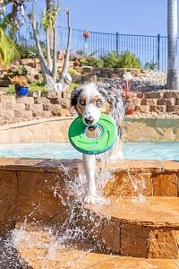 CI ZIPFLIGHT TOY MED