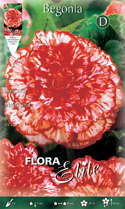 ΜΠΙΓΟΝΙΑ (ΦΑΚ. 3 τεμ) MARMORATA