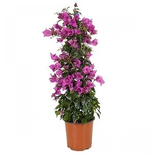 ΒΟΥΚΑΜΒΙΛΙΑ