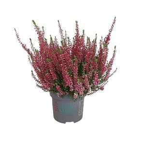 ΕΡΙΚΑ ΚΑΛΟΥΝΑ 9-12