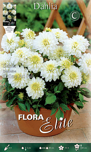 ΝΤΑΛΙΑ SPECIAL ΥΒΡΙΔΙΟ (ΦΑΚ. 1 τεμ) GALLERY ART FAIR