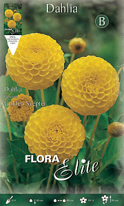 ΝΤΑΛΙΑ (ΦΑΚ. 1 τεμ) GOLDEN SCEPTER