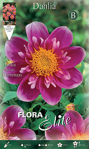 ΝΤΑΛΙΑ SPECIAL ΥΒΡΙΔΙΟ (ΦΑΚ. 1 τεμ) HARTENAAS