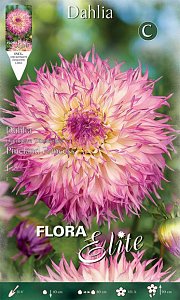 Ντάλια Πελώριο Άνθος Pineland Princess