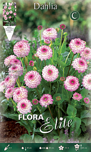 ΝΤΑΛΙΑ SPECIAL ΥΒΡΙΔΙΟ (ΦΑΚ. 1 τεμ) PINK ISA