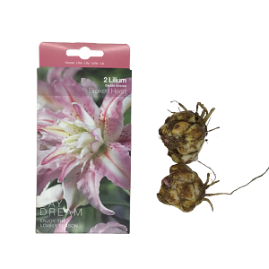 ΛΙΛΙΟΥΜ ΟΡΙΕΝΤΑΛ ΔΙΠΛΟ (ΦΑΚ. 2 τεμ) BROKEN HEART