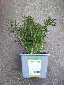 ΜΟΥΣΤΑΡΔΟΦΥΛΛΑ- ΚΟΚΚΙΝΟ ΒΙΟΛΟΓΙΚΟ