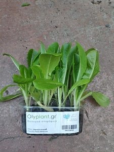 ΜΑΡΟΥΛΙ ΡΩΜΑΝΑ- ΠΡΑΣΙΝΟ ΒΙΟΛΟΓΙΚΟ