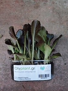 ΜΑΡΟΥΛΙ ΡΩΜΑΝΑ- ΚΟΚΚΙΝΟ ΒΙΟΛΟΓΙΚΟ