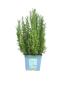 ΔΕΝΔΡΟΛΙΒΑΝΟ ΓΛΑΣΤΡΑ ΒΙΟΛΟΓΙΚΟ