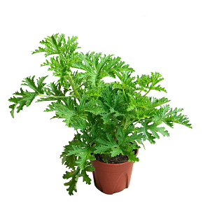 ΣΙΤΡΟΝΕΛΛΑ 