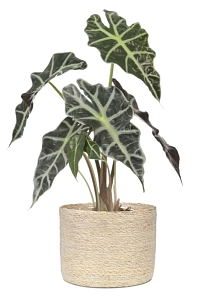 ΨΑΘΙΝΟ ΚΑΣΠΩ SEAGRASS NATURE 508/19