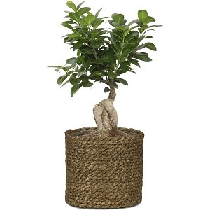 ΨΑΘΙΝΟ ΚΑΣΠΩ SEAGRASS BROWN 508/19