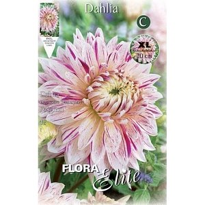 ΝΤΑΛΙΑ ΠΕΛΩΡΙΟ ΑΝΘΟΣ (ΦΑΚ. 1 τεμ) AVIGNON