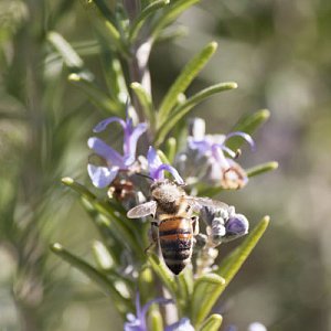 ΔΕΝΔΡΟΛΙΒΑΝΟ ΓΛΑΣΤΡΑ ΒΙΟΛΟΓΙΚΟ
