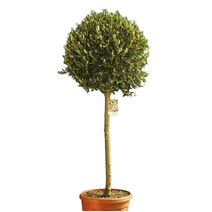 ΕΛΙΑ ΜΠΑΛΑ 1,2