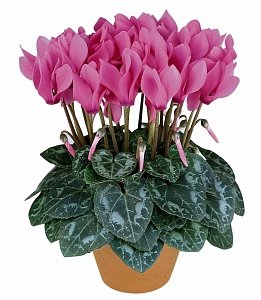 ΚΥΚΛΑΜΙΝΟ ΡΟΖ