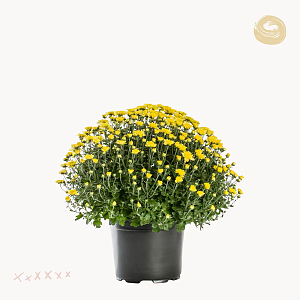 ΧΡΥΣΑΝΘΕΜΟ COSMO 9-20