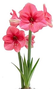 Αμαρυλλίδες 32/34 Amorita Essentials Pink 