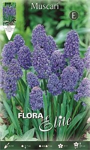 ΜΟΥΣΚΑΡΙ BLUE SPIKE 