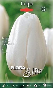 ΤΟΥΛΙΠΑ CLEARWATER 