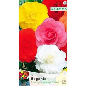 ΜΠΙΓΟΝΙΑ (ΦΑΚ. 3 τεμ) FIMBRIATA MIXED