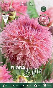 Ντάλια Πελώριο 'Ανθος Myrtles Folly