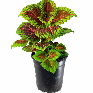 ΩΡΑΙΟΦΥΛΛΟ ΓΛΑΣΤΡΑ