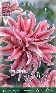 ΛΙΛΙΟΥΜ ΟΡΙΕΝΤΑΛ ΔΙΠΛΟ (ΦΑΚ. 2 τεμ) MAGIC STAR